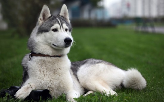 Teringin mahu bela Siberian Husky. Serius macho!